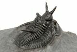 Devil Horned Cyphaspis Walteri Trilobite - Mrakib, Morocco #196642-4